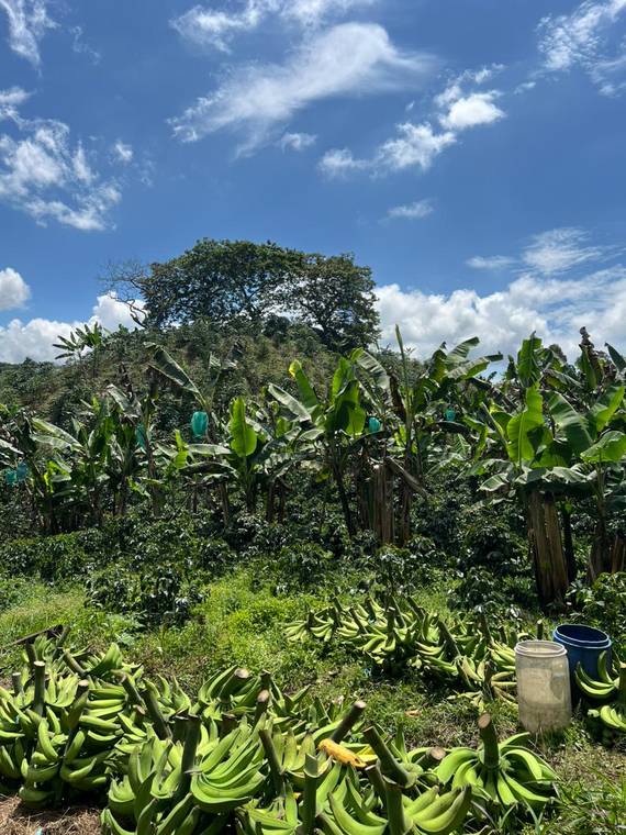 Cultivos de frutas y plátano en el Quindío
